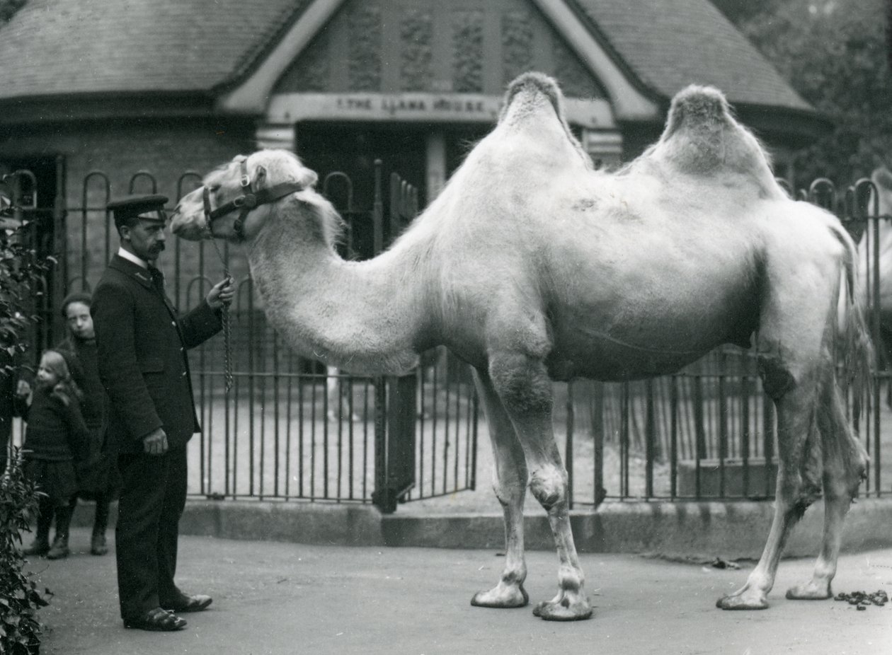 W. Styles gondozó egy baktriai tevével a londoni állatkert láma háza előtt, 1914 júliusában. alkotó: Frederick William Bond