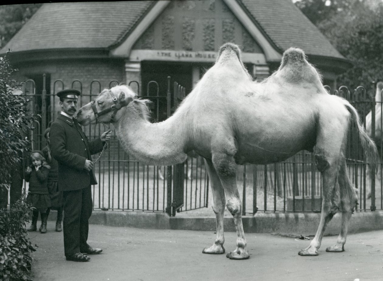 W. Styles őrző, baktriai tevével, a londoni állatkert Lláma háza előtt, 1914. július alkotó: Frederick William Bond