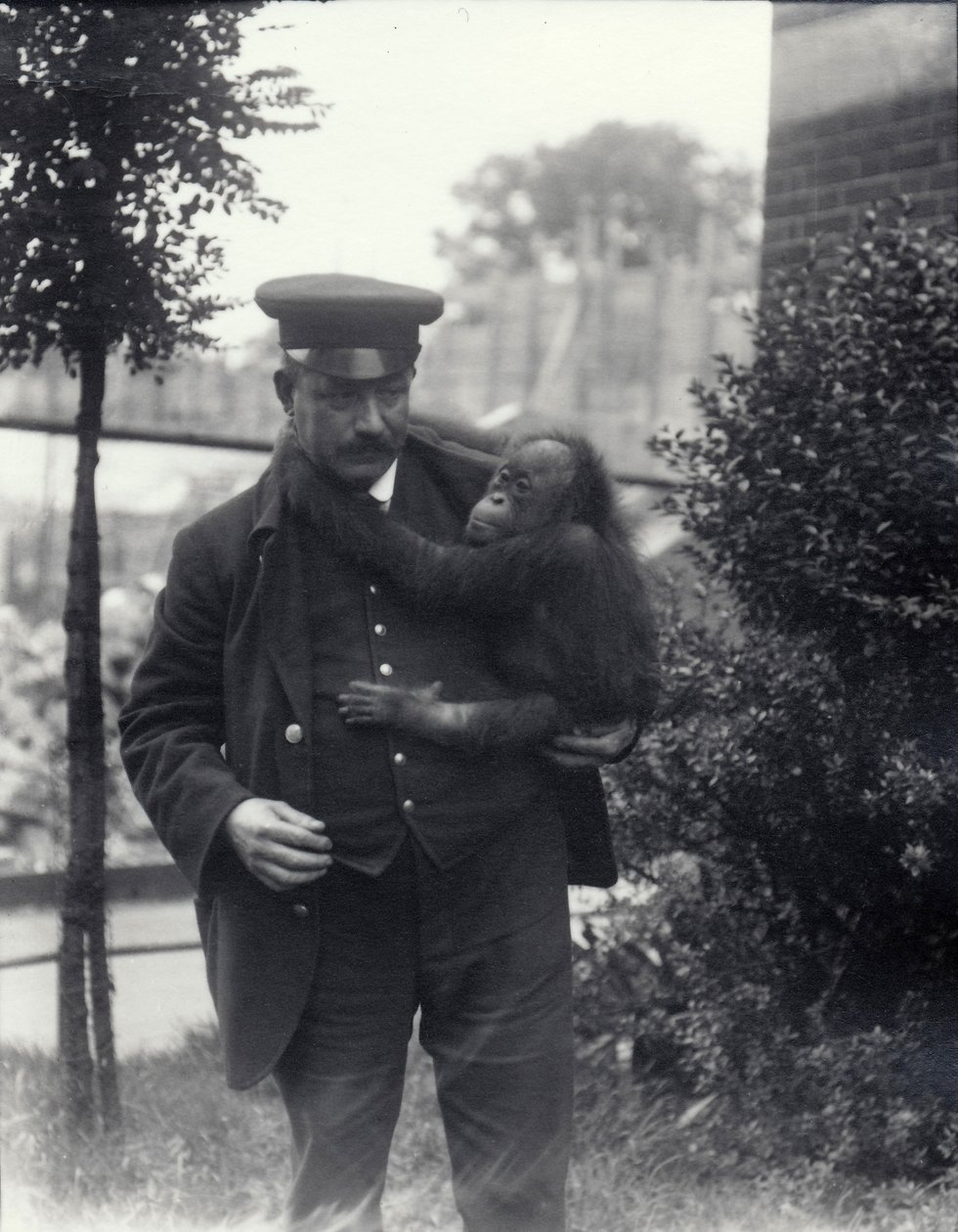 Z. Rodwell állattartó fiatal orangutánt tart a londoni állatkertben, 1913. október alkotó: Frederick William Bond