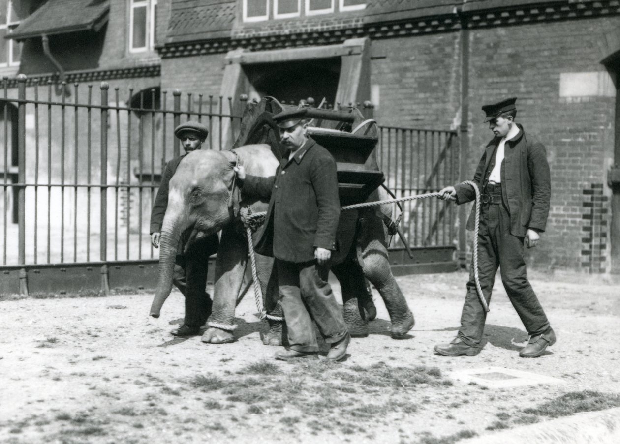 Jack Milbourne, H Robertson és Thomas őrzők egy fiatal ázsiai elefántot nevelnek a Londoni Állatkertben, 1922. május (bw photo) alkotó: Frederick William Bond