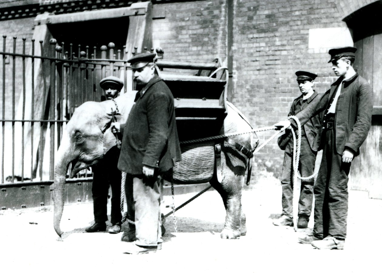 Jack Milbourne, H Robertson és Thomas őrzők egy fiatal ázsiai elefántot nevelnek a Londoni Állatkertben, 1922. május (bw photo) alkotó: Frederick William Bond
