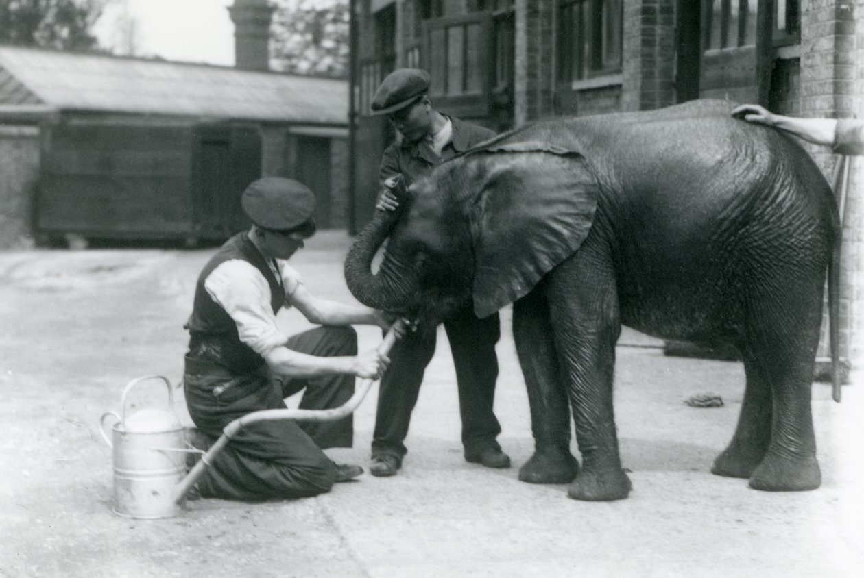 Az állattartók segítenek a fiatal hím afrikai elefántnak, Kiberenge-nek inni egy locsolókannára erősített tömlőből, Londoni Állatkert, 1924. július alkotó: Frederick William Bond