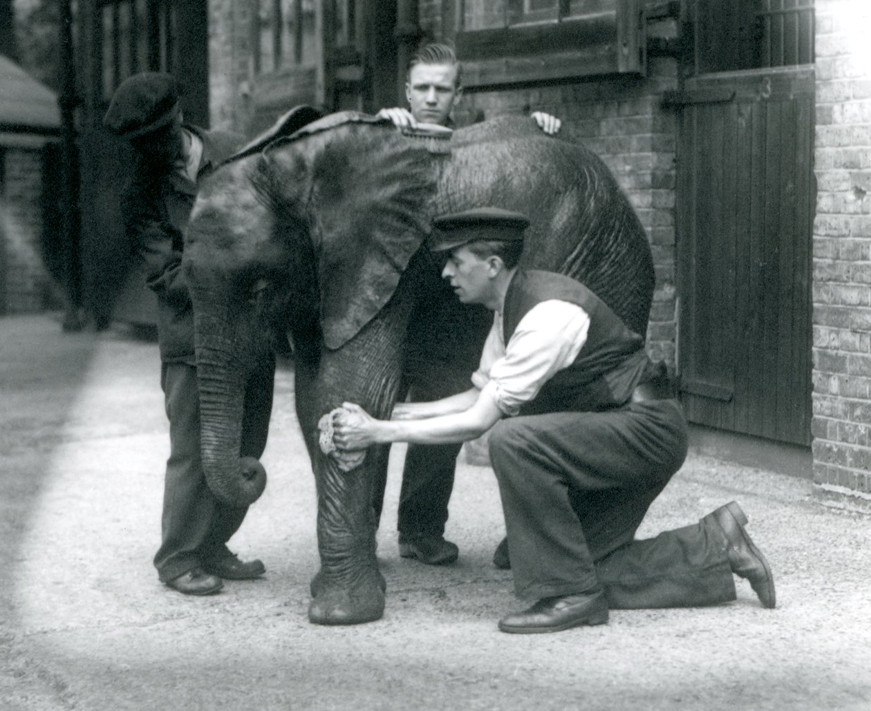 Fiatal hím afrikai elefánt Kiberenge bőrét olajozó állattartók, Londoni Állatkert, 1924. július alkotó: Frederick William Bond
