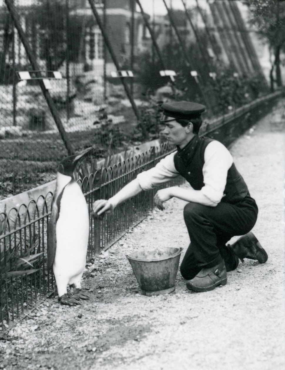 Királypingvin, amint Harry Munro gondozó szivaccsal mosdatja meg a londoni állatkertben 1914 májusában. Munro az első világháborúban esett el, miután a hadseregben, léghajókon és tengeralattjáró-elhárításon szolgált. alkotó: Frederick William Bond