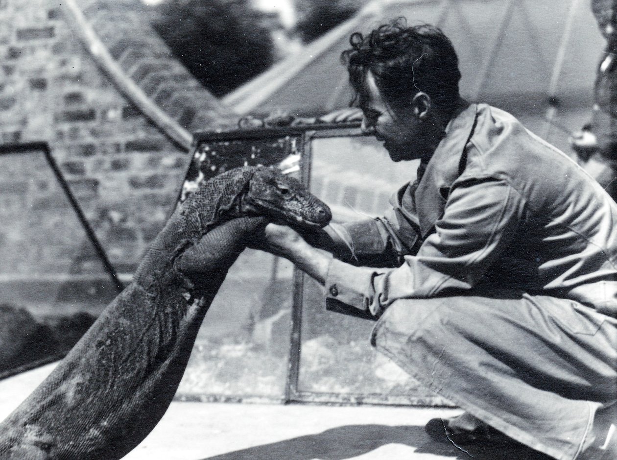 Sumbawa komodói sárkány H. Alec Budd őrzővel, 1928 alkotó: Frederick William Bond