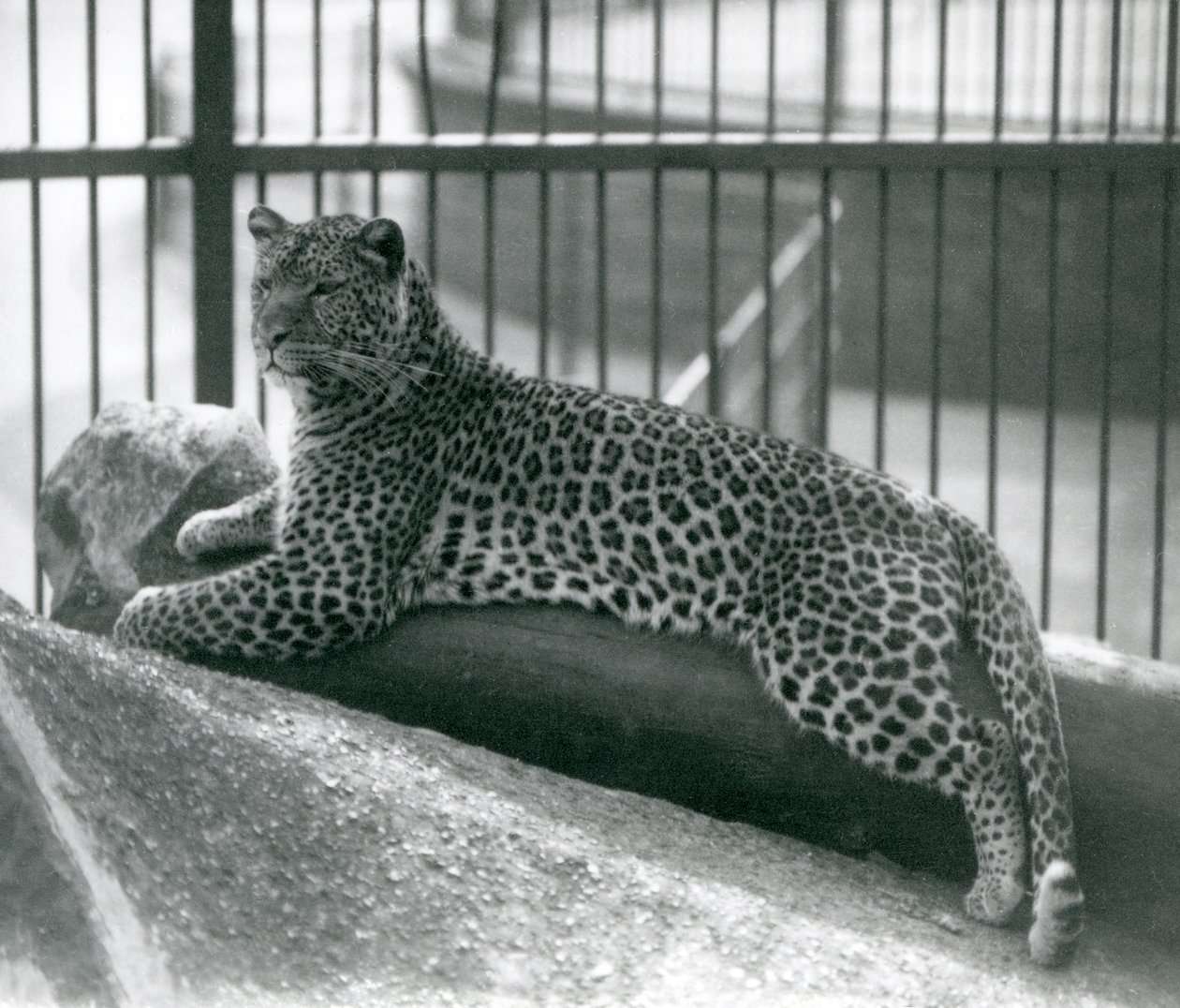 Leopard Rex 1925 júliusában egy farönkön feküdt a londoni állatkertben alkotó: Frederick William Bond