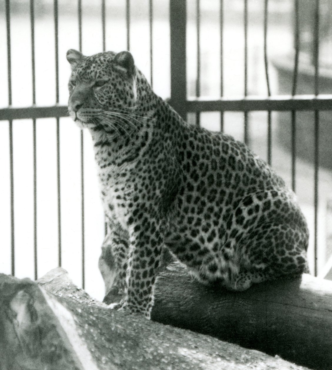 Leopard Rex 1925 júniusában egy farönkön ül a londoni állatkertben alkotó: Frederick William Bond