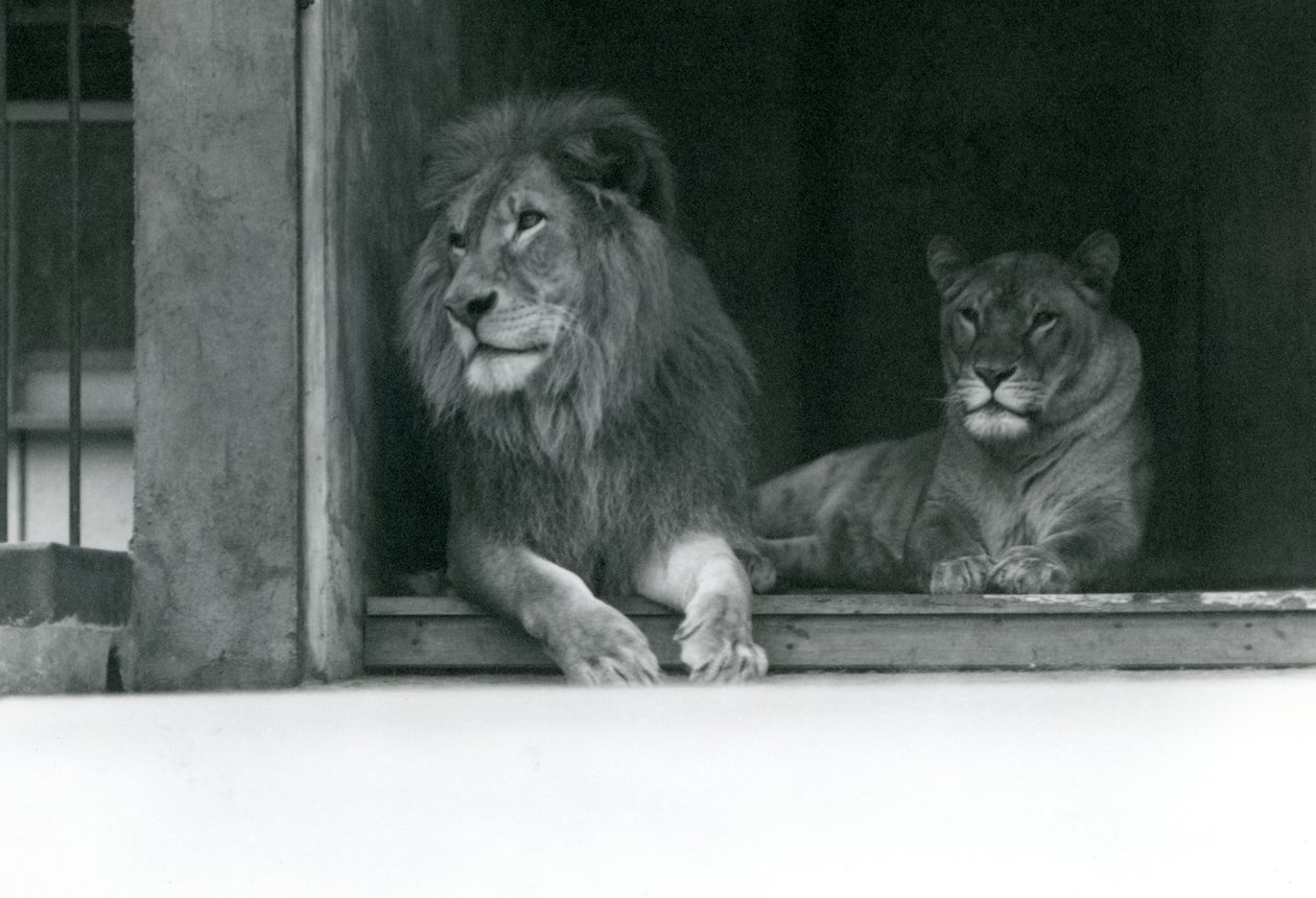 Oroszlán és Kuja Oroszlán és Caroline a ZSL Londoni Állatkertben, 1924. július alkotó: Frederick William Bond