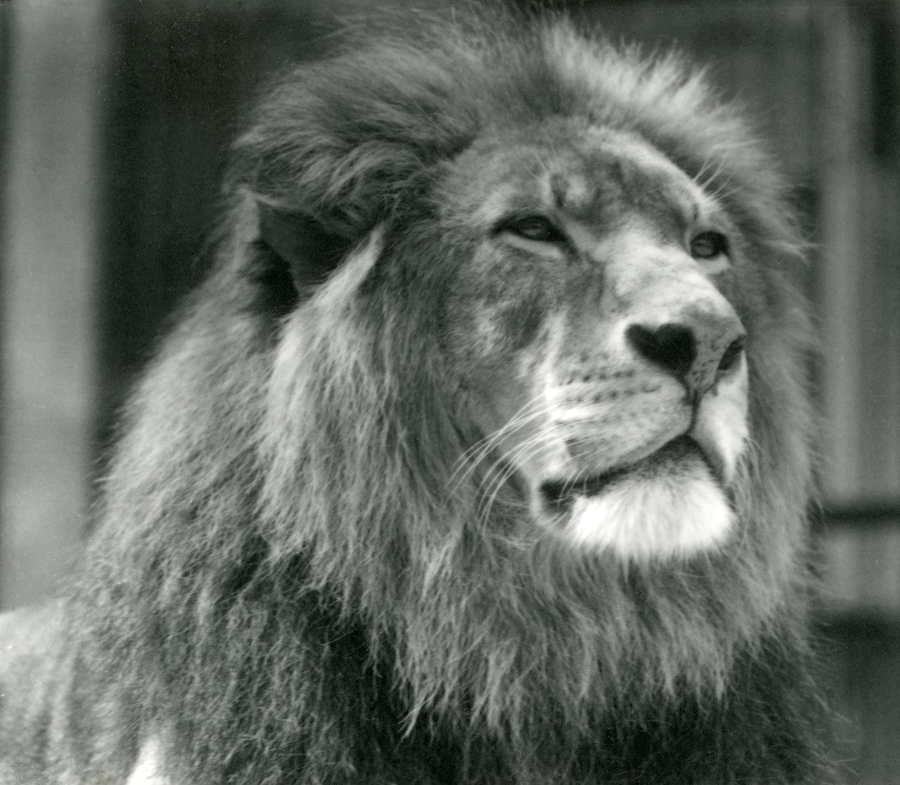 Hím Lion Kuja a londoni állatkertben 1924 augusztusában alkotó: Frederick William Bond