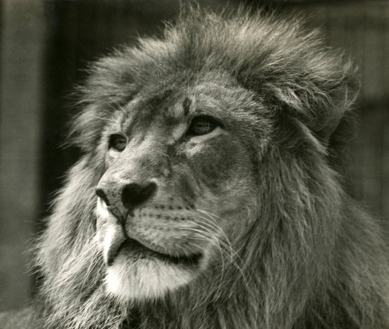 Hím Lion Kuja a londoni állatkertben 1924 augusztusában alkotó: Frederick William Bond