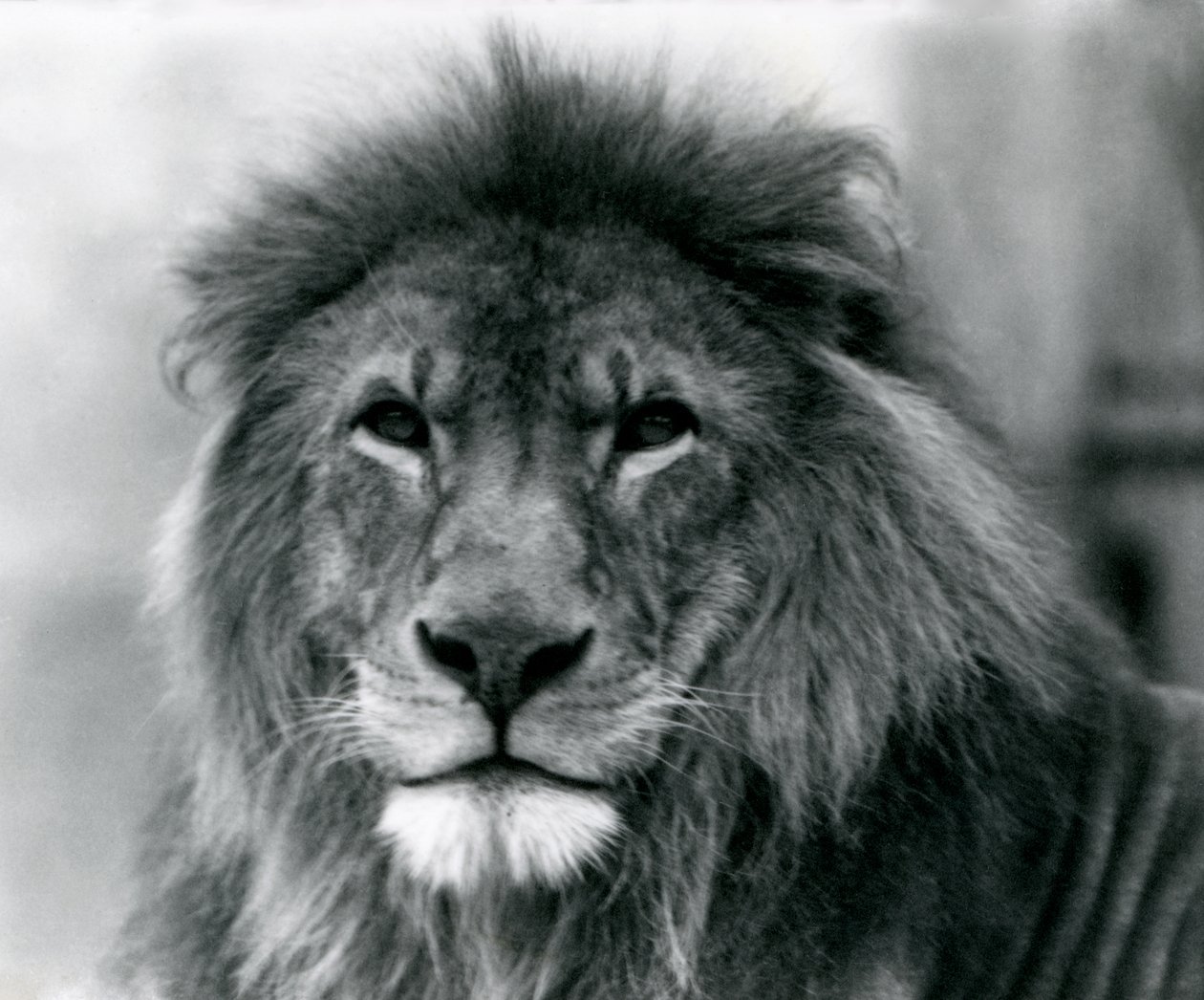 Hím Lion Kuja a londoni állatkertben 1925 januárjában alkotó: Frederick William Bond
