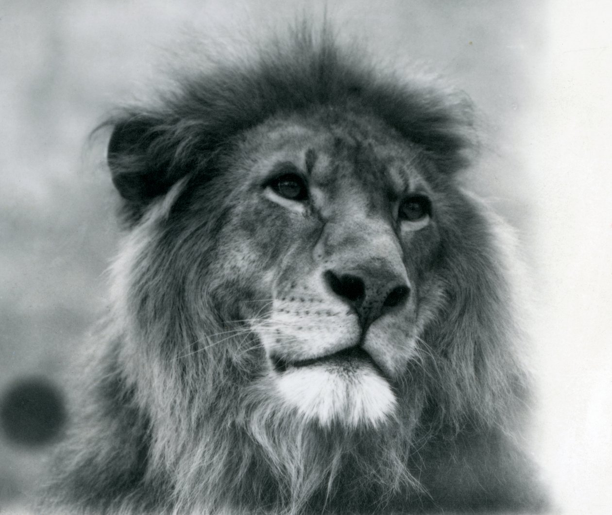 Hím Lion Kuja a londoni állatkertben 1925 januárjában alkotó: Frederick William Bond