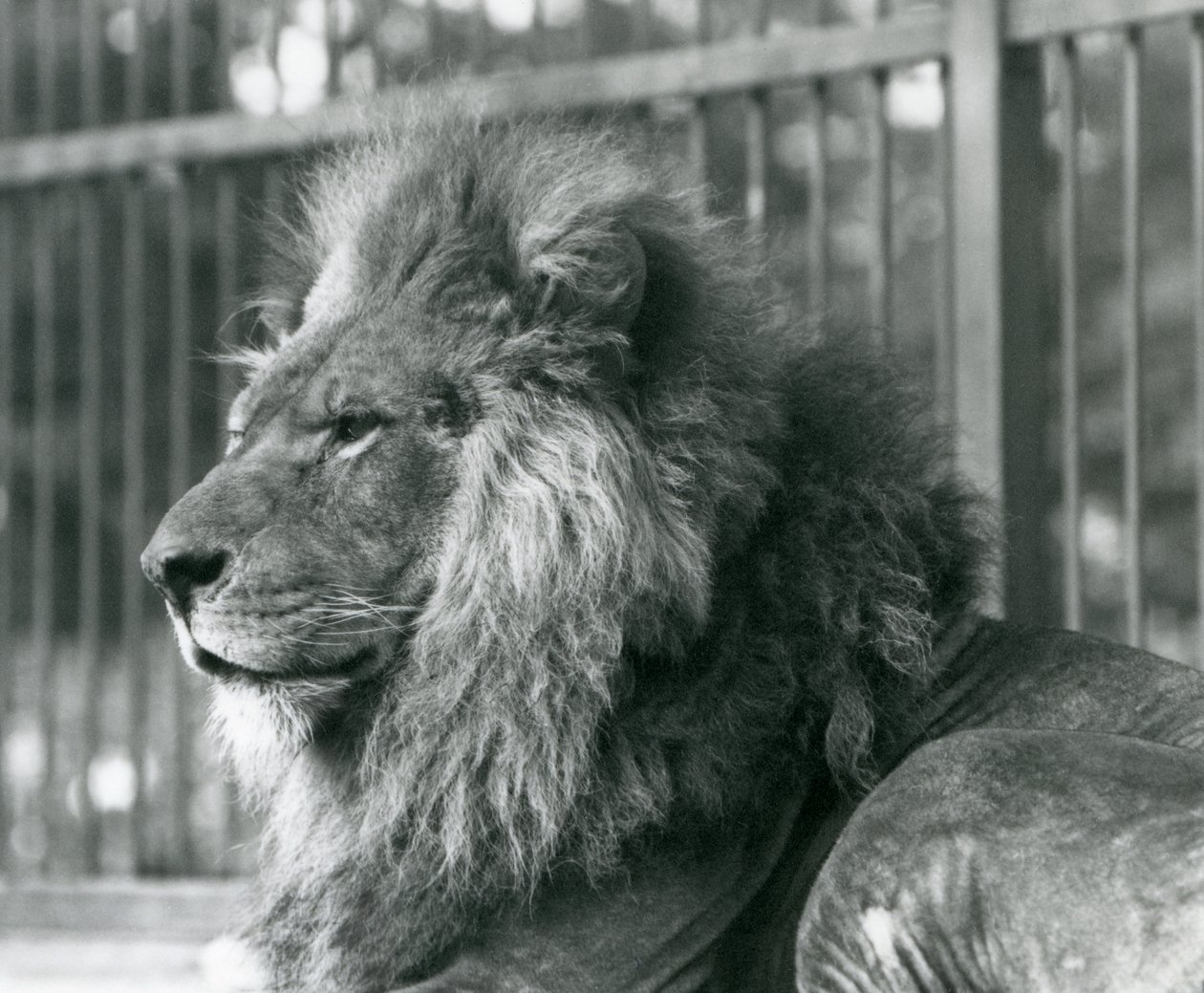 Hím Lion Toto 1927 szeptemberében a londoni állatkertben feküdt alkotó: Frederick William Bond