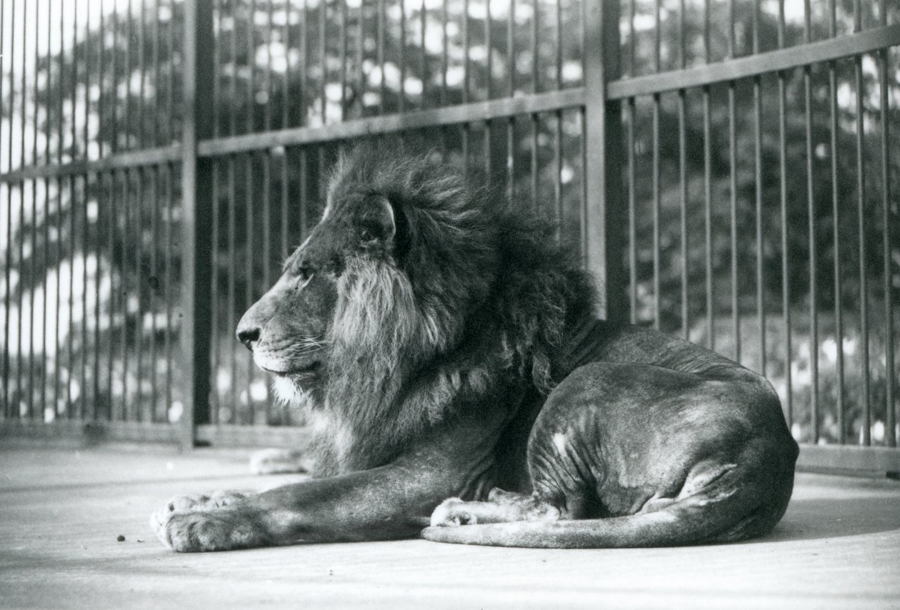 Hím Lion Toto 1927 szeptemberében a londoni állatkertben feküdt alkotó: Frederick William Bond