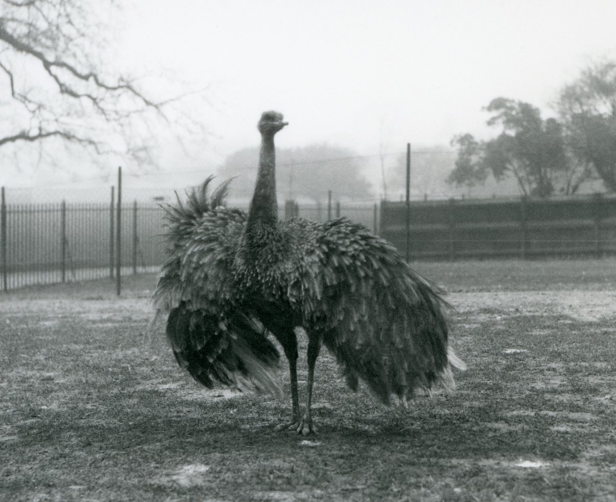 Férfihívás-kijelző egy Greater Rhea, London Állatkertben alkotó: Frederick William Bond