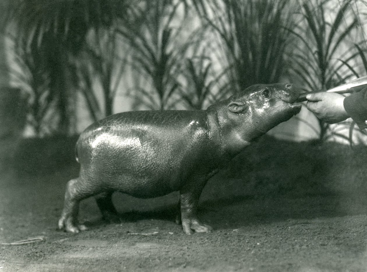 Percy, egy fiatal törpe víziló, akit kézből etetnek a londoni állatkertben, 1923 novembere (színes fotó) alkotó: Frederick William Bond