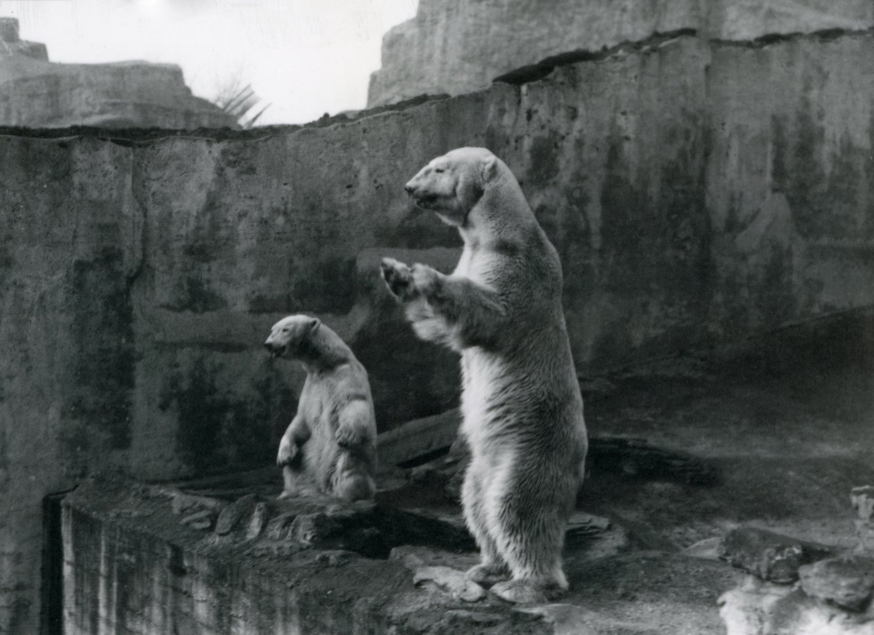 A jegesmedvék, „Sam” és „Barbara” hátsó lábaikon állnak, és kinéznek a londoni állatkert kikerítéséből, 1921. március alkotó: Frederick William Bond