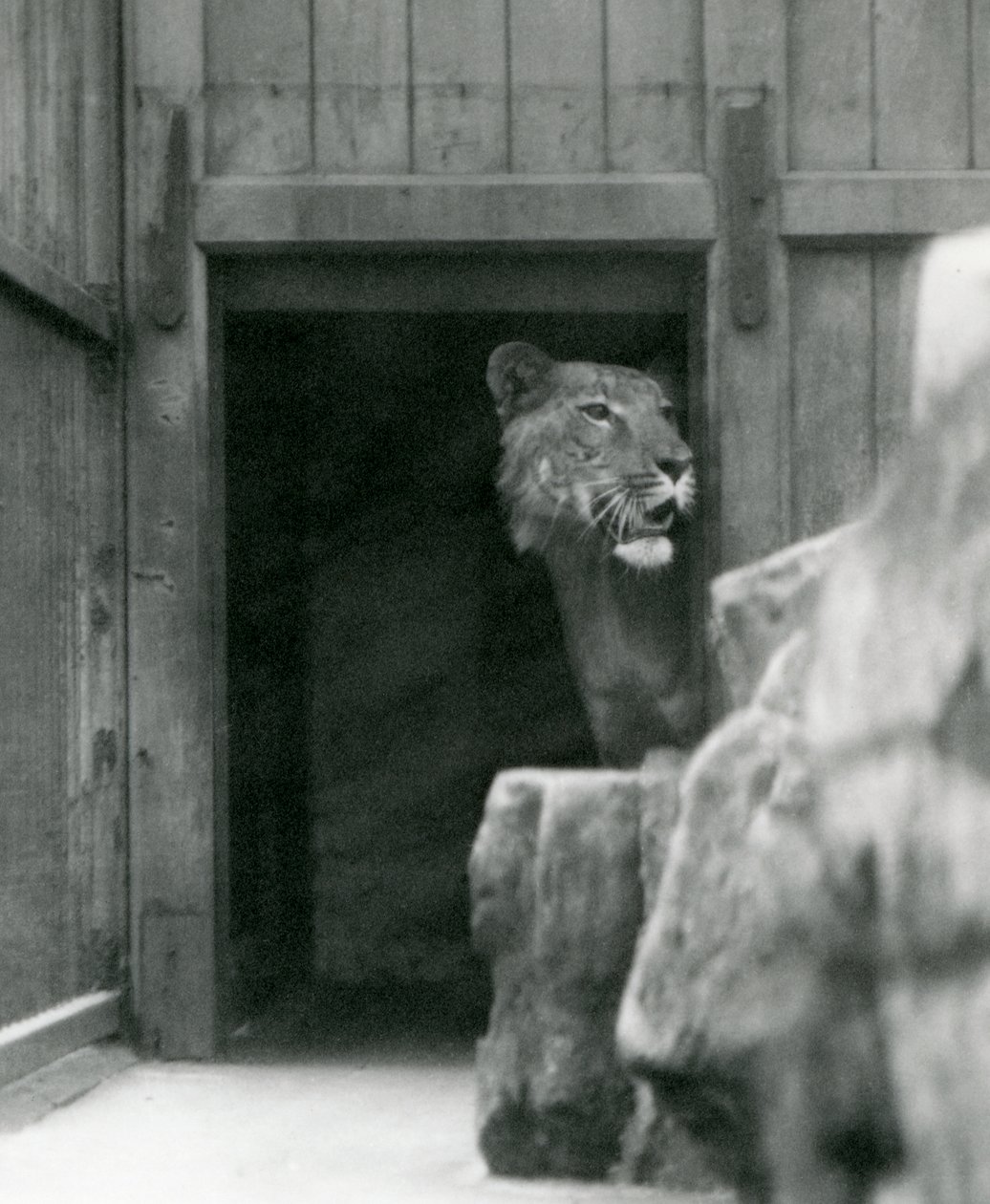 Ranji egy hím Tigon, Londoni Állatkert, 1924. július alkotó: Frederick William Bond