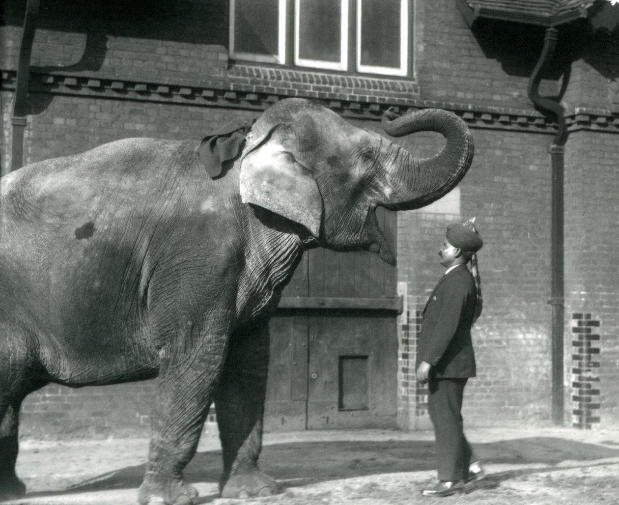 Syed Ali Indianit oktatja az Elephant House előtt, a londoni állatkertben, 1925. október alkotó: Frederick William Bond