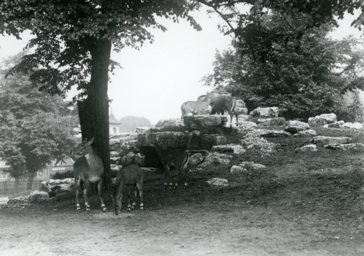 Az ElandAntelope Paddock a londoni állatkertben 1924-ben alkotó: Frederick William Bond