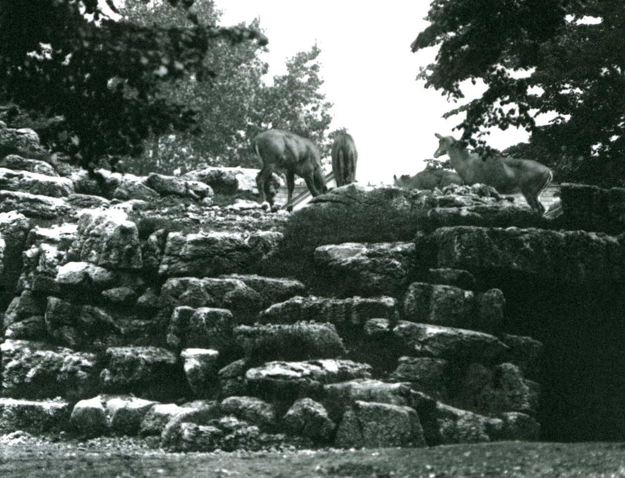 Az ElandAntelope Paddock a londoni állatkertben 1924 júniusában alkotó: Frederick William Bond