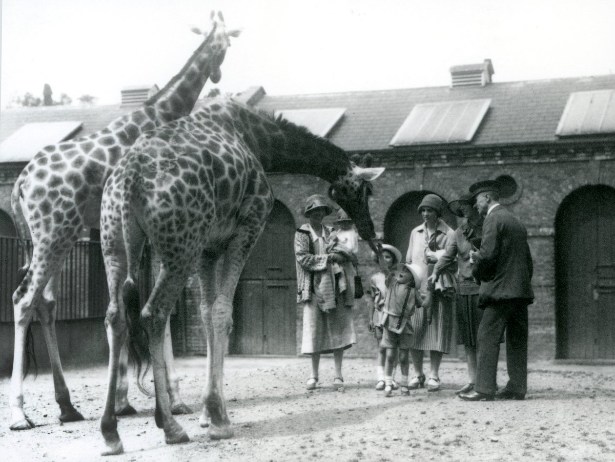 Három hölgy három kisgyermekkel meglátogatja a zsiráfot a londoni állatkert Zsiráfháza előtti karámjában, 1926. július alkotó: Frederick William Bond