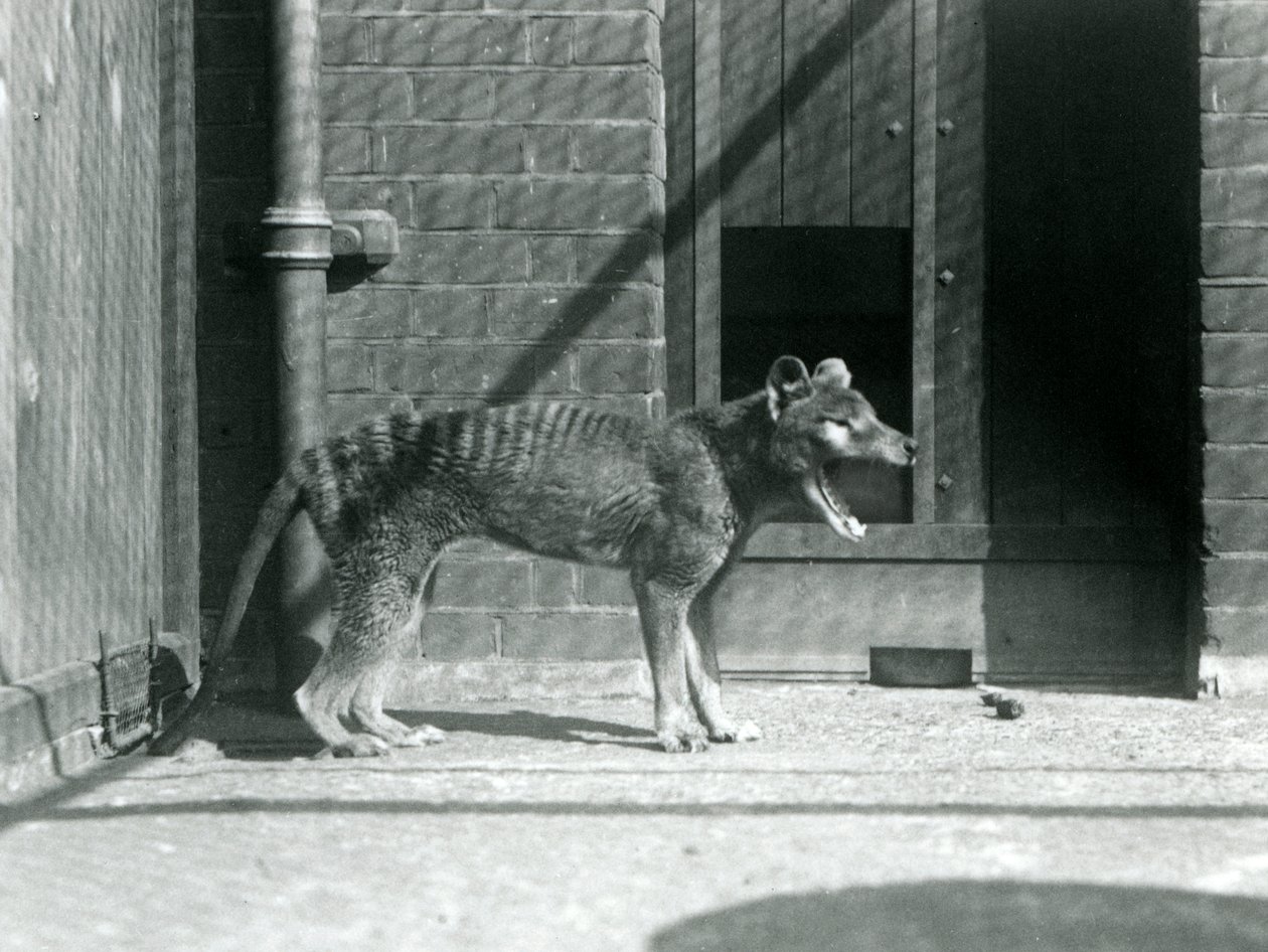 Thylacine/ Tasmanian Wolf a londoni állatkertben 1926 augusztusában (f/w fotó) alkotó: Frederick William Bond