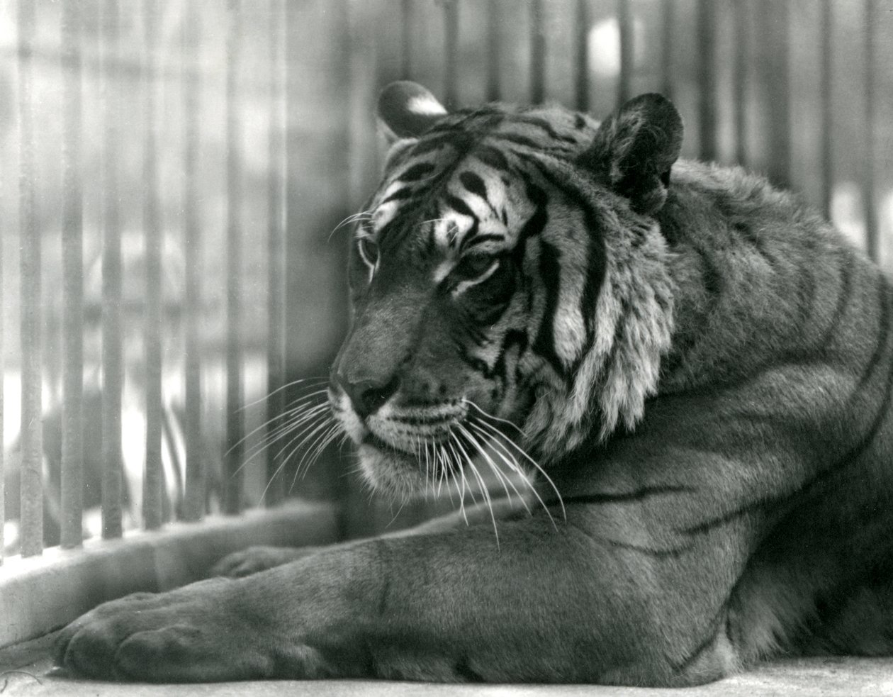 Tiger Sam a londoni állatkertben, 1925 alkotó: Frederick William Bond