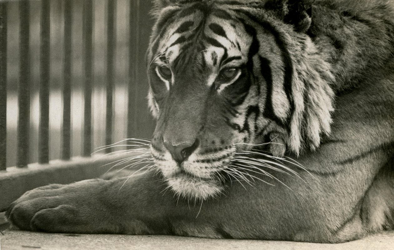 Tiger Sam a londoni állatkertben, 1925 alkotó: Frederick William Bond
