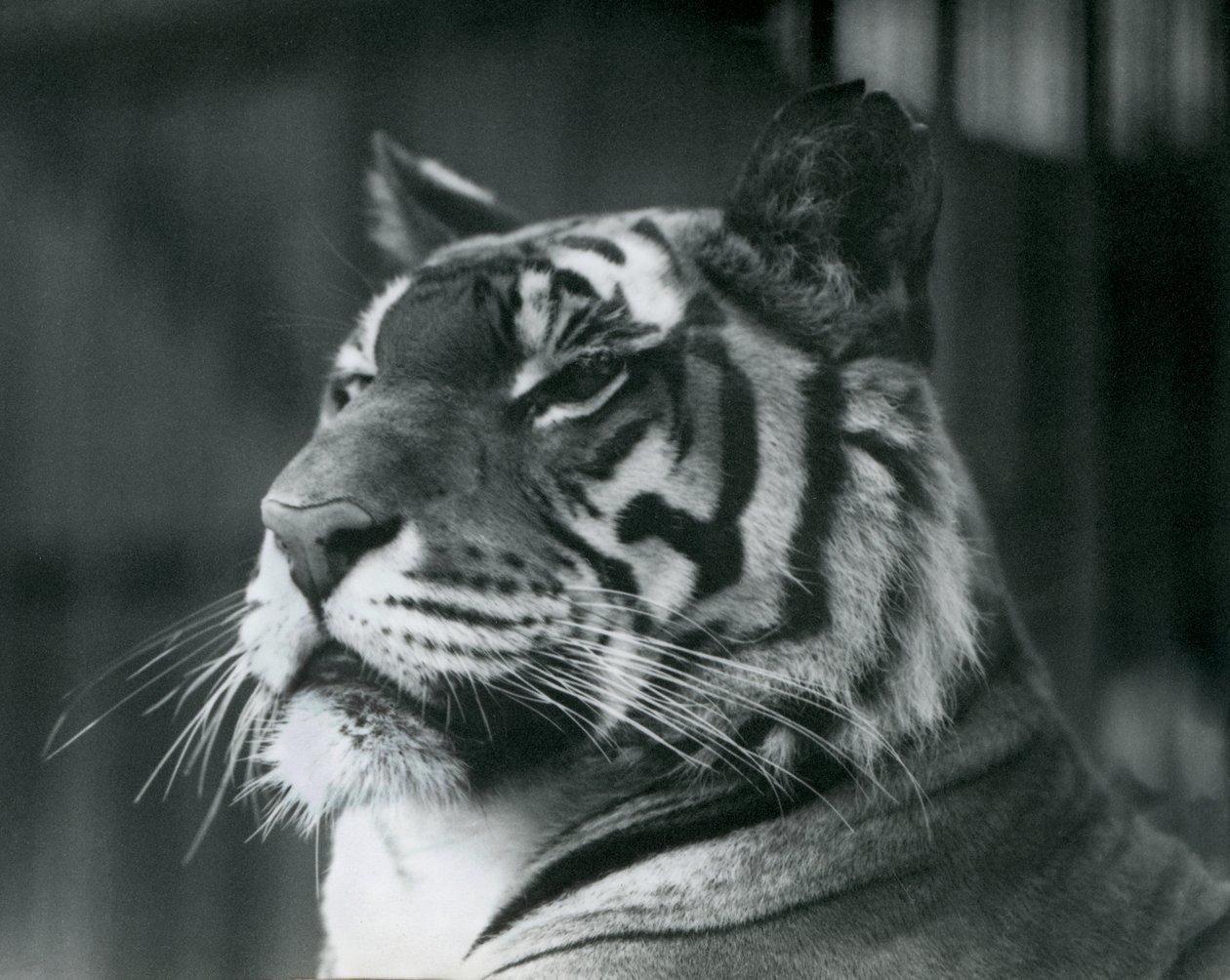Tigress Sally a londoni állatkertben 1927-ben alkotó: Frederick William Bond