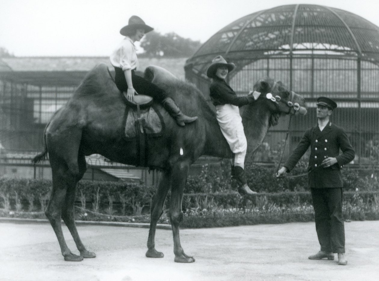 Két tehénlány pózol egy baktriai tevén, amelyet a gazdája tart a londoni állatkertben tett látogatása során 1924-ben. alkotó: Frederick William Bond