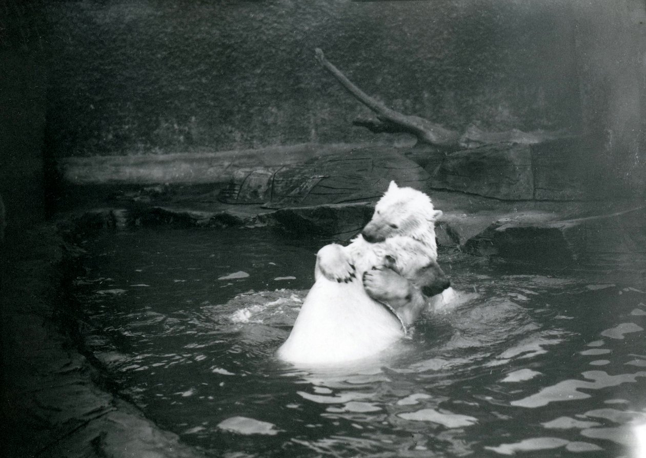 Két jegesmedve, köztük egy fiatal medve, ölelkeznek és játszanak egy medencében a londoni állatkertben, 1922 júniusában. alkotó: Frederick William Bond