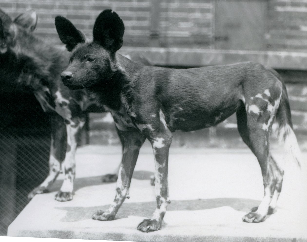 Két szomáliai vadkutya a londoni állatkertben, 1925. július alkotó: Frederick William Bond