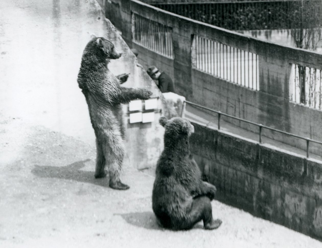 Két barna medve, az egyik hátsó lábán áll, a másik pedig ül, néz le a Mappin Terracesről, London Állatkert, 1925. július alkotó: Frederick William Bond