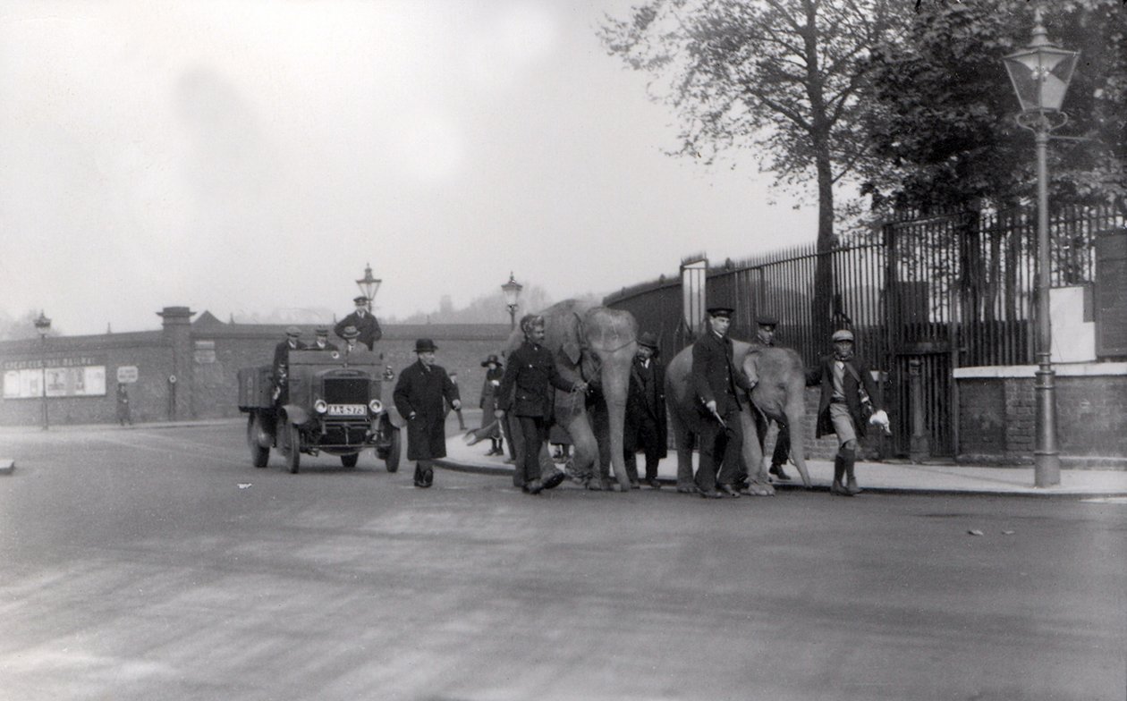 1923-ban elsétált egy pár elefánt a dokkból a ZSL Londoni Állatkertbe, ez volt az utolsó alkalom, amikor ez történt alkotó: Frederick William Bond