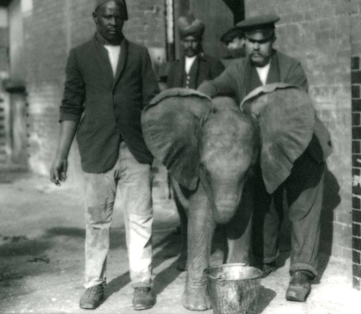 Fiatal afrikai elefánt, Kiberenge vödörből iszik Darish és Syed Ali trénerekkel, valamint H. Robertson őrzővel 1923-ban alkotó: Frederick William Bond