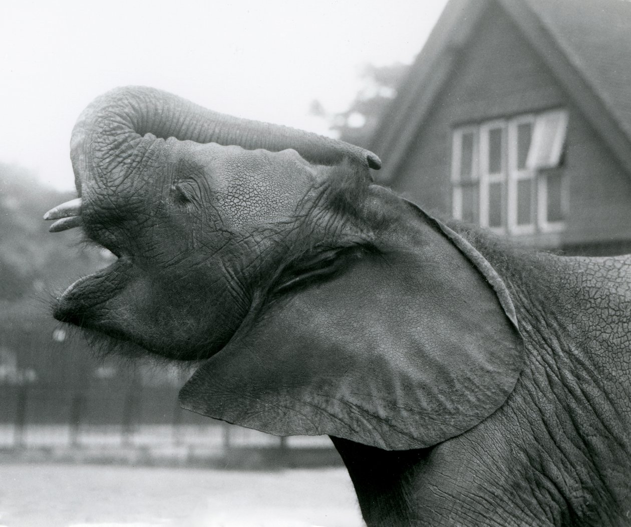 Fiatal afrikai elefánt, Kiberenge felemeli a törzsét és hív, Londoni Állatkert, 1925. augusztus alkotó: Frederick William Bond