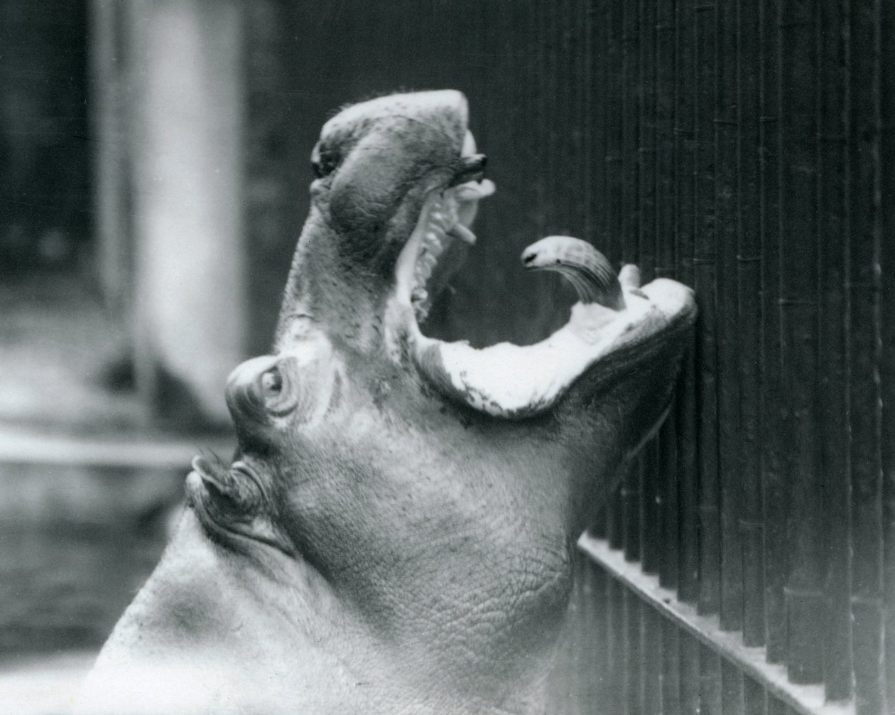 Fiatal víziló Bobbie a londoni állatkertben, 1927 alkotó: Frederick William Bond