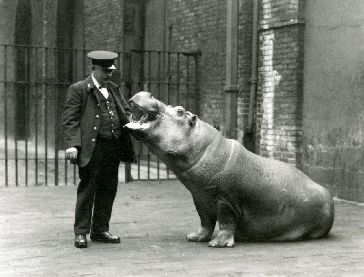 Fiatal víziló, Bobbie Ernie Bowman állattartónak ül, Londoni Állatkertben, 1923. július (bw fotó) alkotó: Frederick William Bond