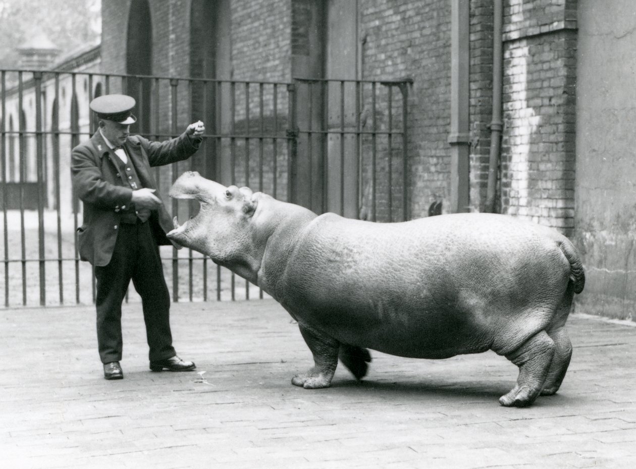 Fiatal víziló Bobbie Ernie Bowman állattartóval, Londoni Állatkert, 1923. július (bw fotó) alkotó: Frederick William Bond