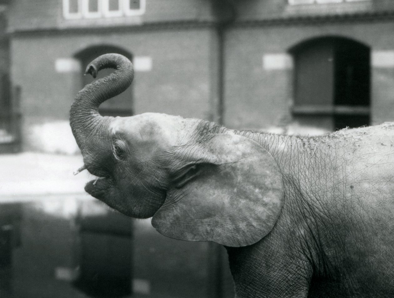 Fiatal nőstény afrikai törpe elefánt, Oojah felemeli a törzsét a londoni állatkertben, 1925. augusztus alkotó: Frederick William Bond