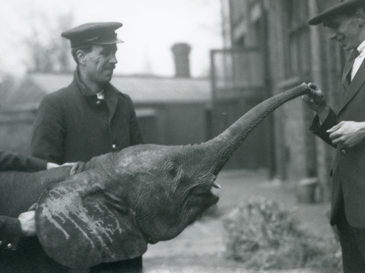 Fiatal nőstény afrikai törpe elefánt Oojah, aki felemeli a törzsét, hogy élvezze a londoni állatkertben, 1925. június alkotó: Frederick William Bond