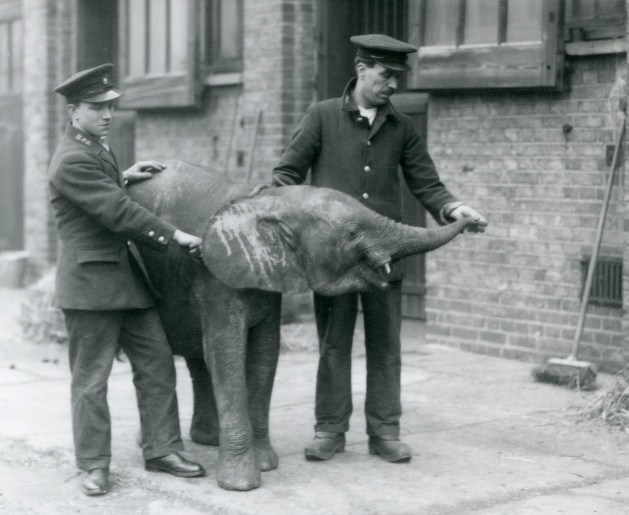 Fiatal nőstény afrikai törpe elefánt, Oojah felemeli a törzsét, hogy egy csemegét kapjon gondozóitól a londoni állatkertben, 1925. április alkotó: Frederick William Bond