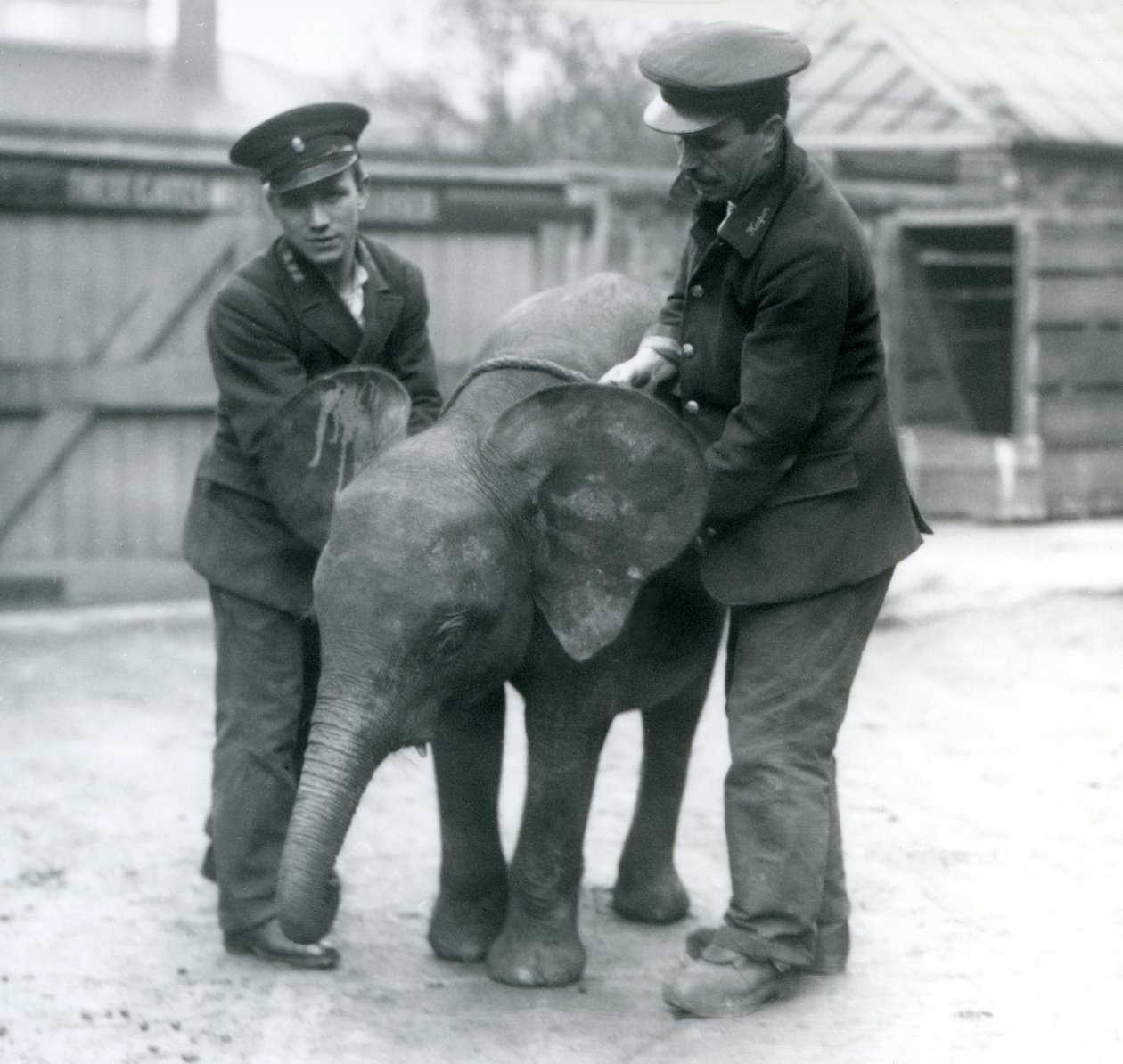 Fiatal nőstény afrikai törpe elefánt Oojah két állattartóval a londoni állatkertben 1925 áprilisában alkotó: Frederick William Bond