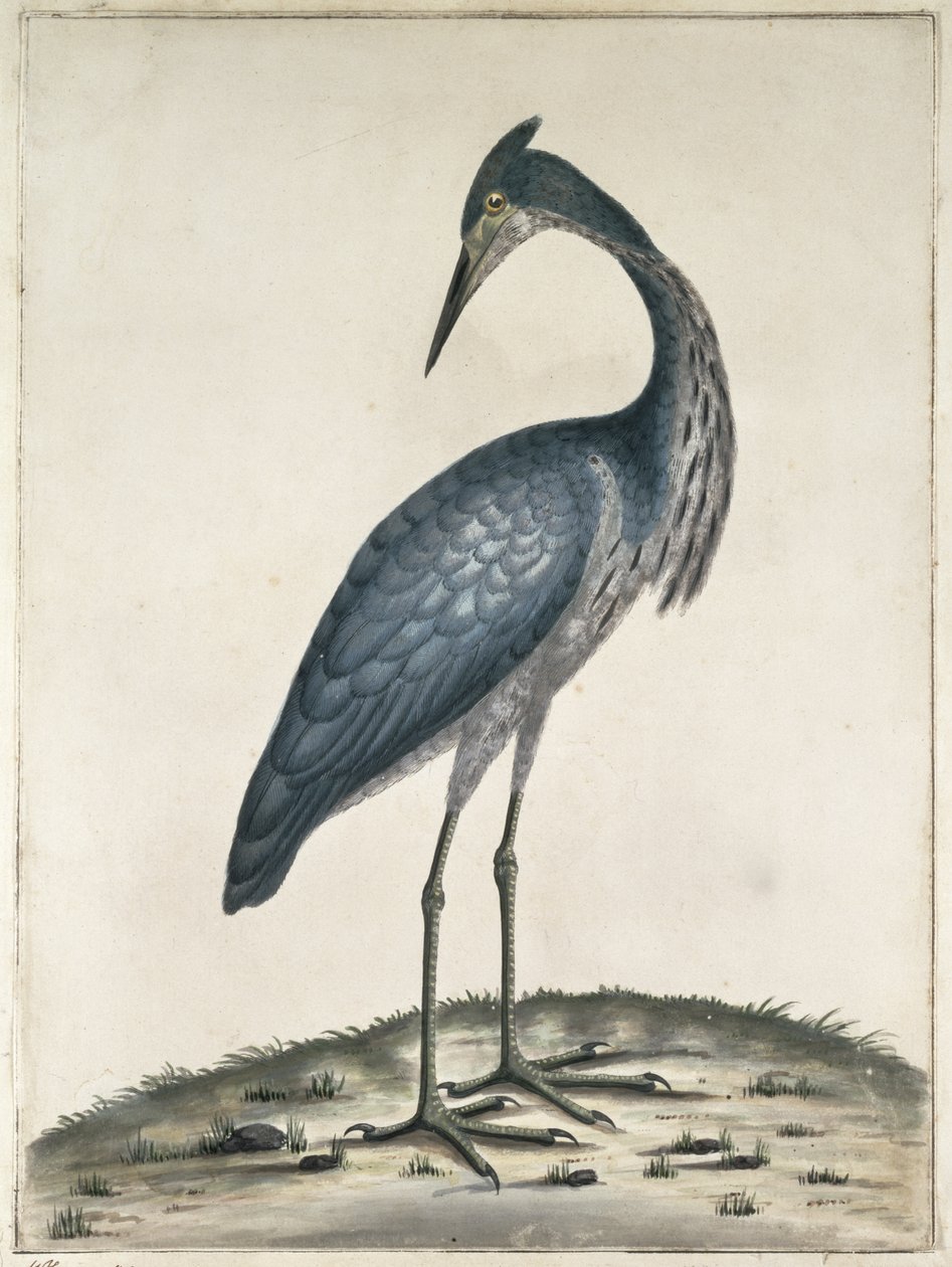 Egy gém, 1789 (wc és tinta papíron) alkotó: Frederick William Hayes