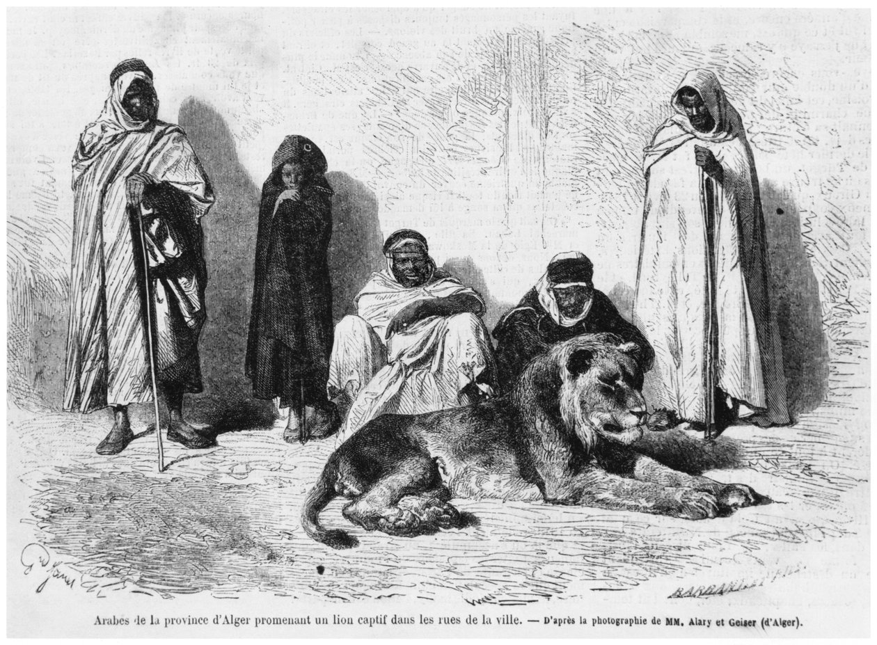 Arab férfiak csoportja Algír tartományból, akik egy elfogott oroszlánnal sétálnak a város utcáin, a Le Monde Illustre-ből, 1864. január alkotó: French Photographer
