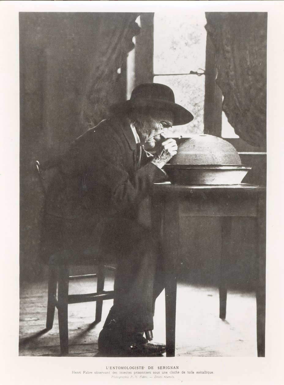Jean-Henri Fabre (1823-1915) rovarokat figyel meg, az 1924-ben megjelent Souvenirs Entomologiques-ból alkotó: French Photographer
