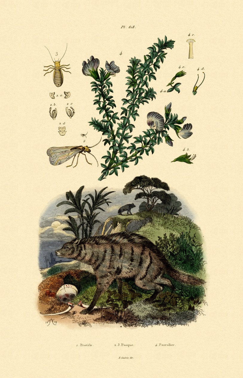 Aardwolf, 1833-39 alkotó: French School