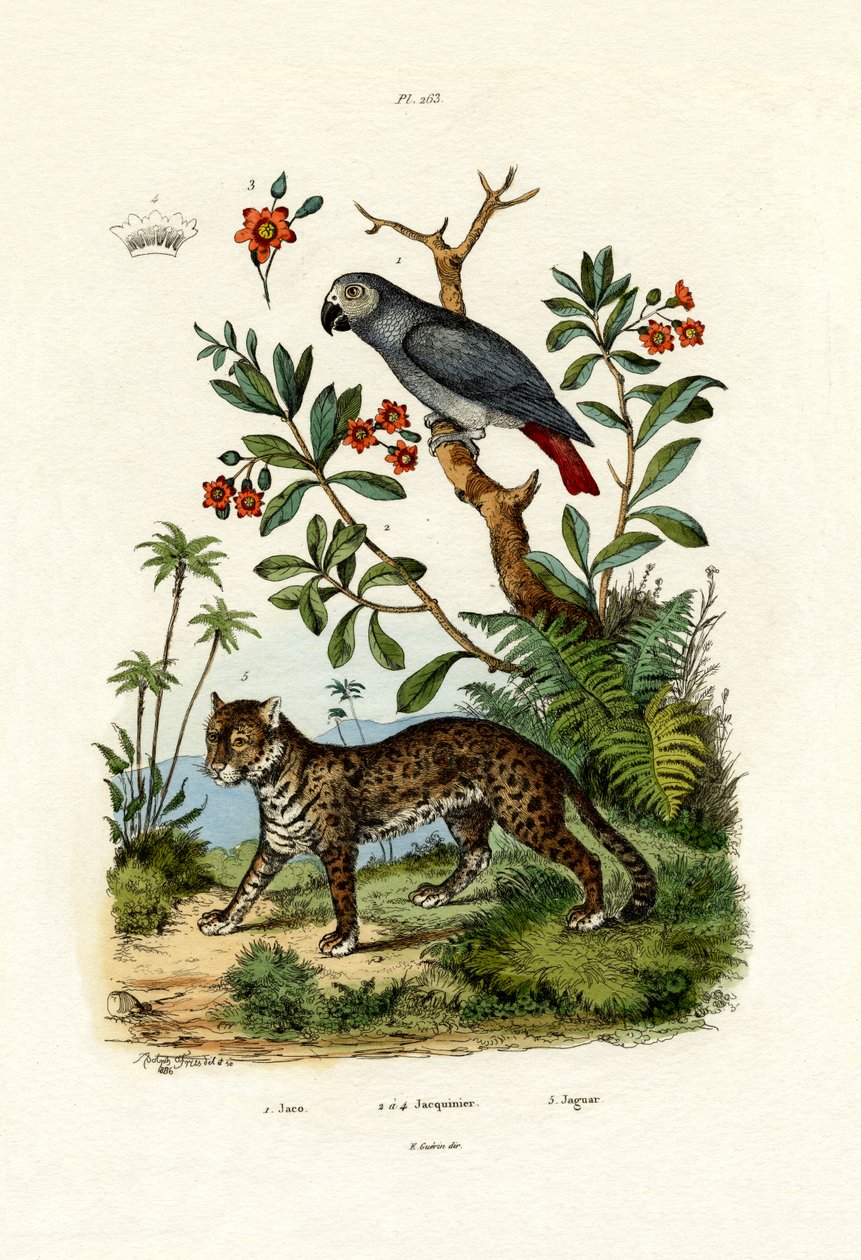 Afrikai szürke papagáj, 1833-39 alkotó: French School