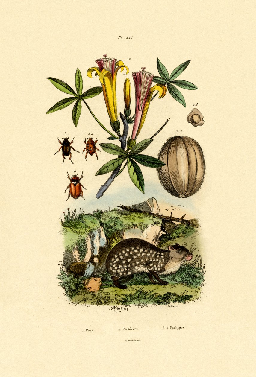 Agouti, 1833-39 alkotó: French School